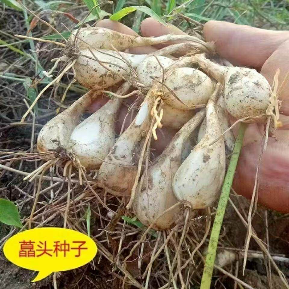 江西荞头种子高产带根须现挖
