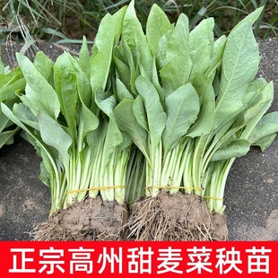 高州甜麦菜苗正宗阳台盘栽 大叶油麦八角苦唛菜 四季蔬菜种子秧苗