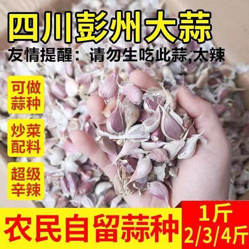 彭州农家新鲜大蒜头5斤紫白皮干蒜种子蔬菜1斤9斤新干