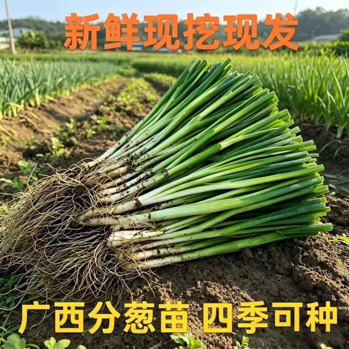 广西正宗四季小香葱带根苗