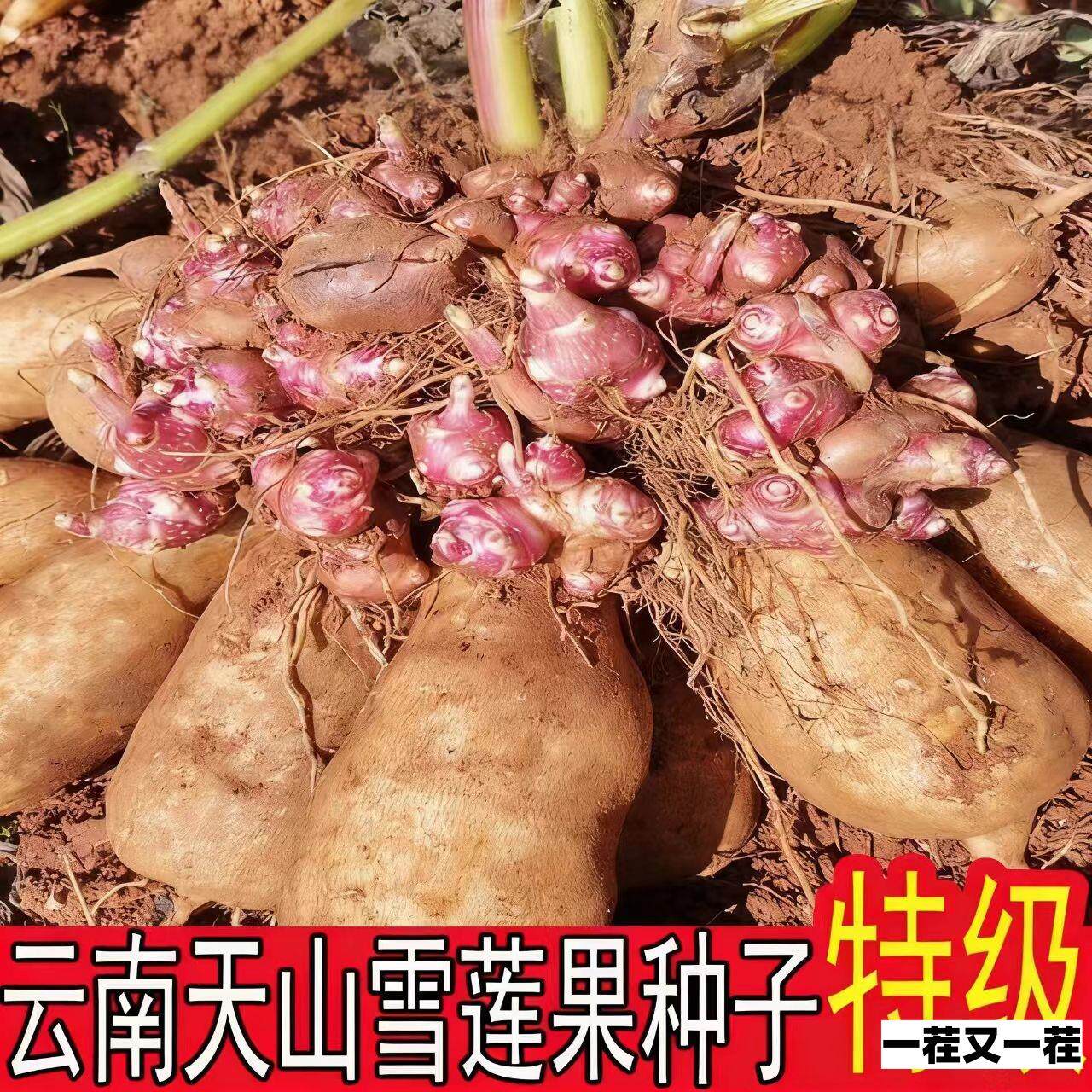 云南正宗雪莲果种子红心黄心新鲜带土现挖种球优质种植苗种苗