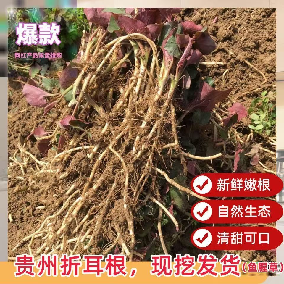 贵州农家自种新鲜折耳根嫩芽