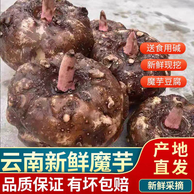 现挖现发云南高山种植魔芋豆腐原材料生魔芋头10斤包邮大个蔬菜