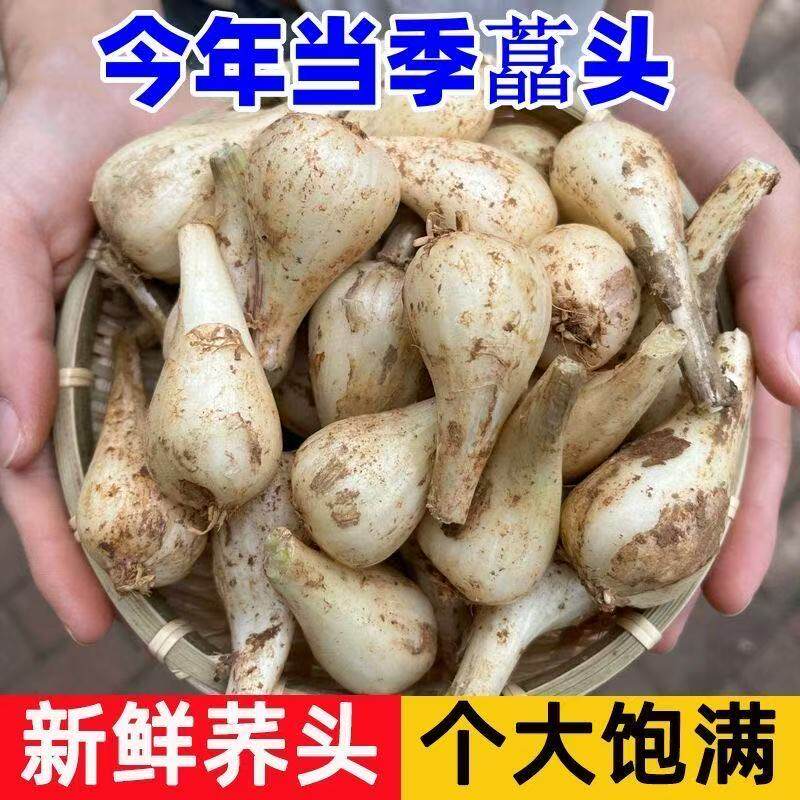 新鲜藠头现挖荞头农家自种叫头茭头教头四川泡菜脆嫩葱头5斤包邮