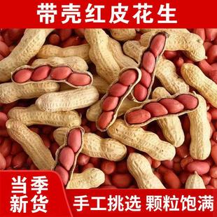 高产红皮多粒花生种子早熟皮薄带壳大粒原种易种新种批发
