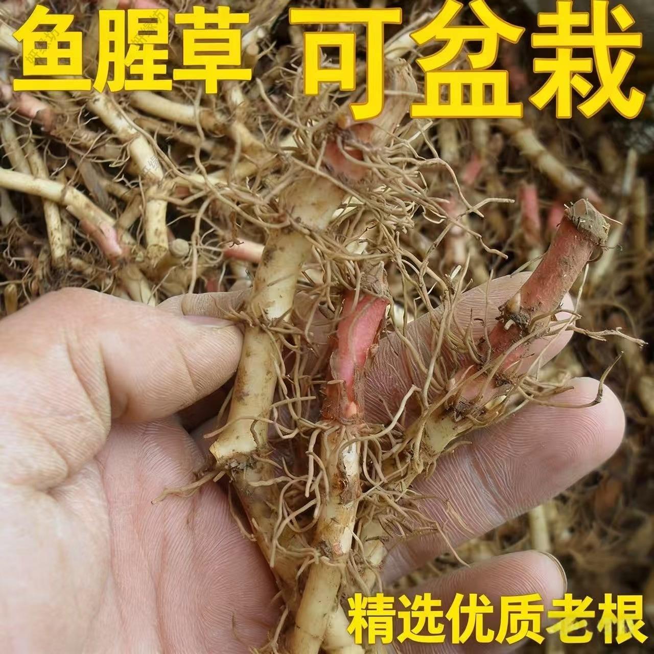 四川红色野生折耳根种籽新鲜鱼腥草种根盆栽带泥老根苗云贵川特产