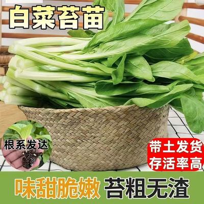 广州早熟白菜苔菜苗脆嫩带甜阳台田园种白梗甜菜心苔现拔现发鲜