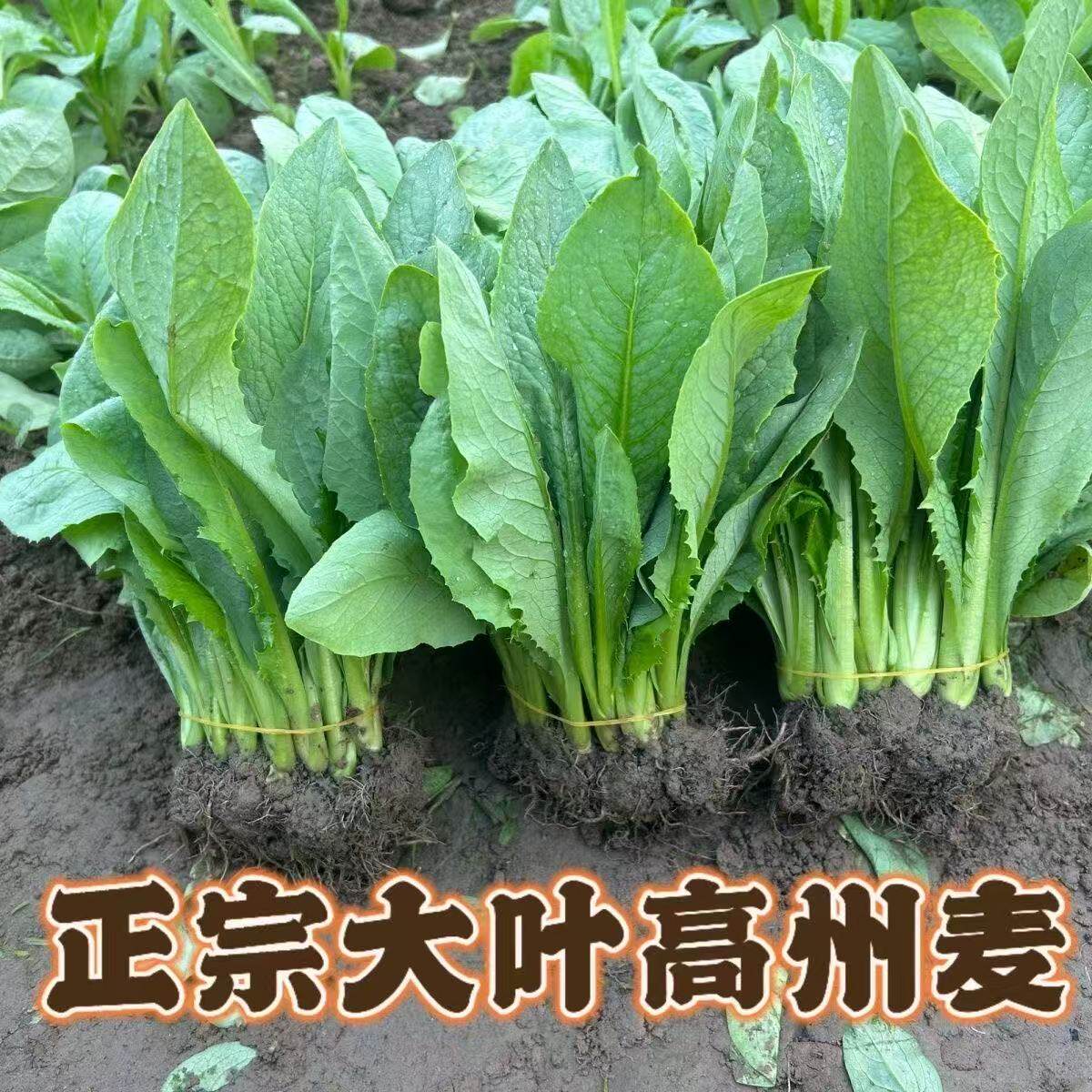 广西博白甜脆麦菜秧苗种子 高州大圆叶苦麦 阳台盆栽四季可播蔬菜