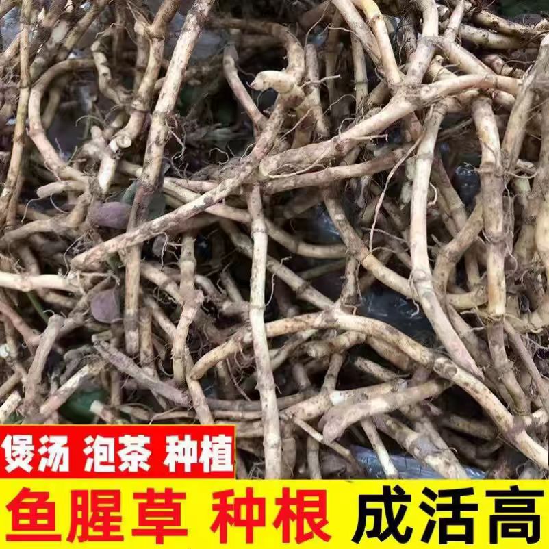 云贵川折耳根老根现挖带泥发货