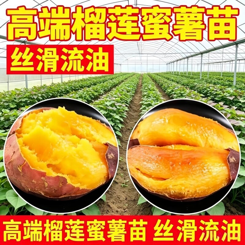 日本丝滑美秀地瓜苗榴莲蜜薯苗红瑶番薯玛莎莉黄金蓉基地直发