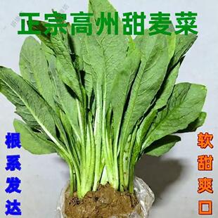 广东高州甜麦菜苗大叶长叶苦麦菜秧苗四季阳台盆栽蔬菜苗易种植