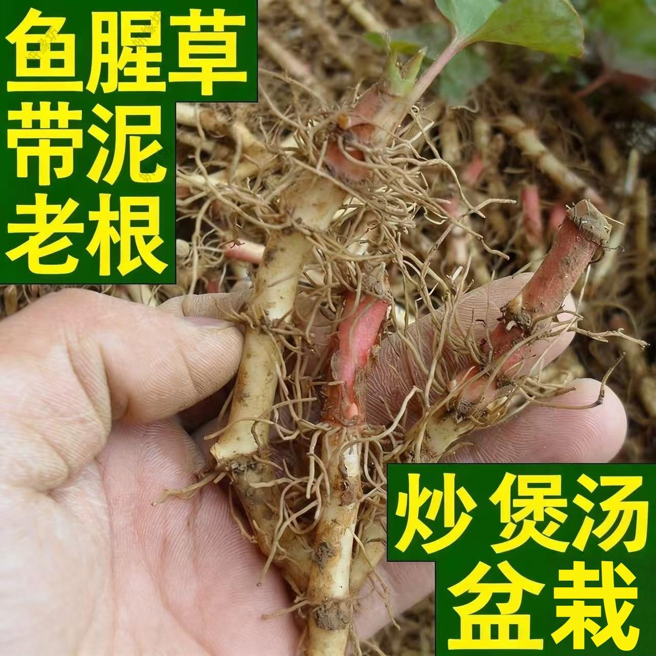 红色折耳根种根苗四川特产鱼腥草老根盆栽四季种植蔬菜种苗包邮