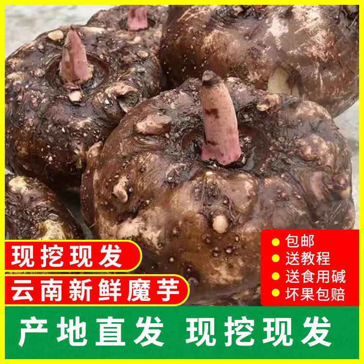 新鲜现挖云南魔芋头粉片制做豆腐原料农家自种批发大果现发食用