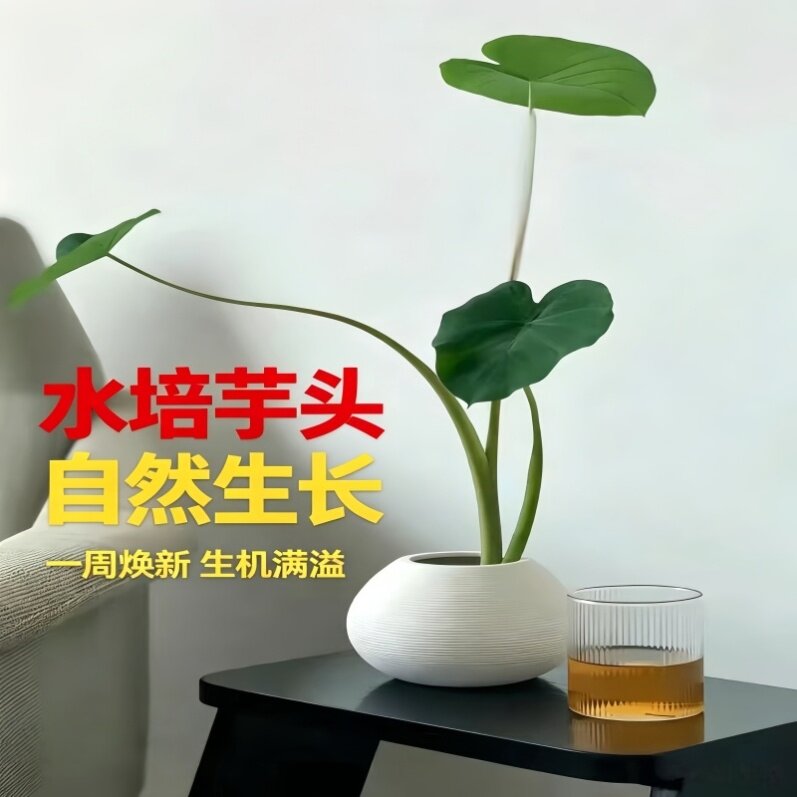 水培芋头球庭院假山造景水生绿植易活好养室内阳台净水观赏植物