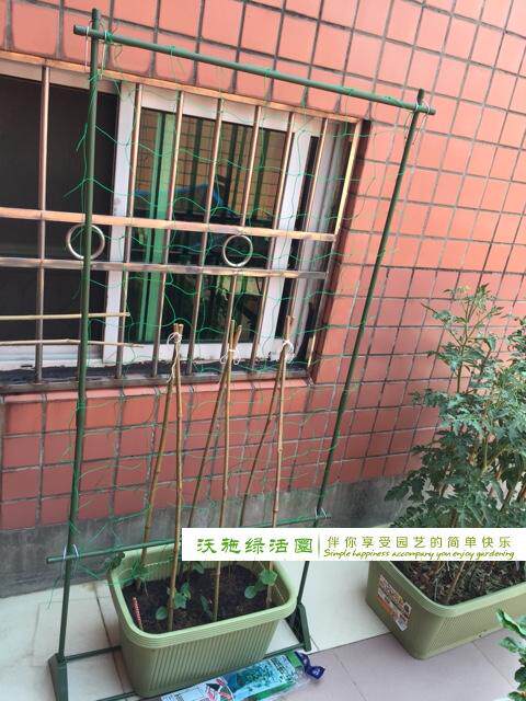 园艺支架 爬藤架 黄瓜 丝瓜 豆角 盆栽专用支架 包塑管
