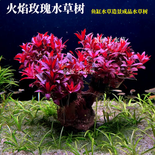 火焰玫瑰水草树鱼缸造景