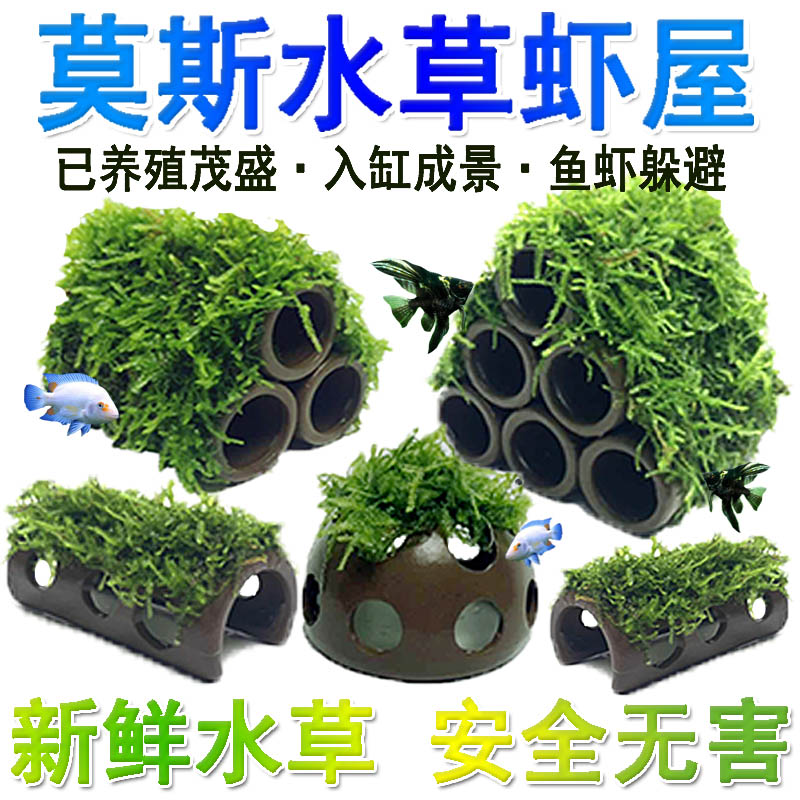 鱼虾躲避屋陶罐水草活体植物造景鱼缸水草造景水族箱装饰莫斯水草