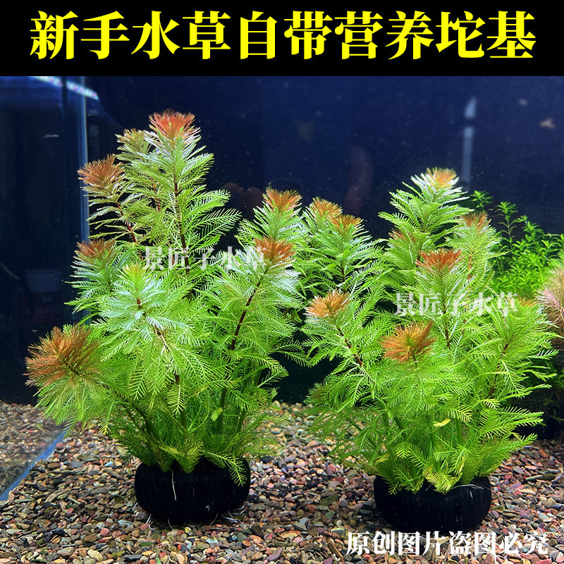 新手水草自带营养坨基羽毛宝塔种植简单鱼缸造景阴性懒人,宠物/宠物食品及用品,水草,淘宝优惠券,粉丝福利购,淘宝优惠卷
