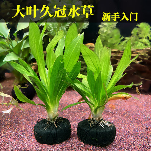 大叶久冠水草鱼缸造景