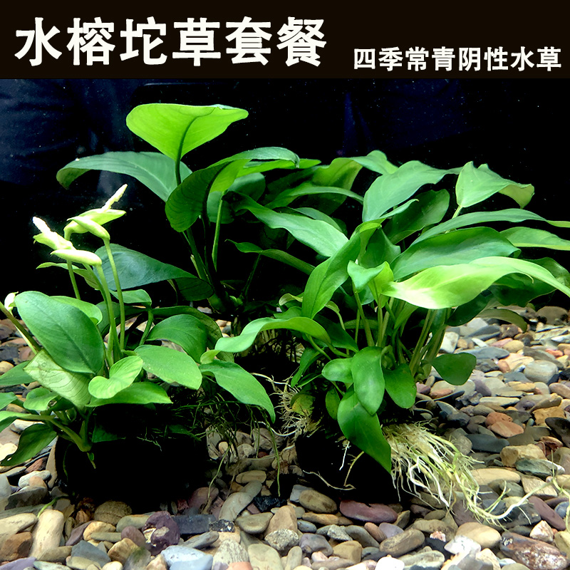 水榕水草坨草阴性水培生态古法缸水榕坨草水草造景鱼缸无底沙造景