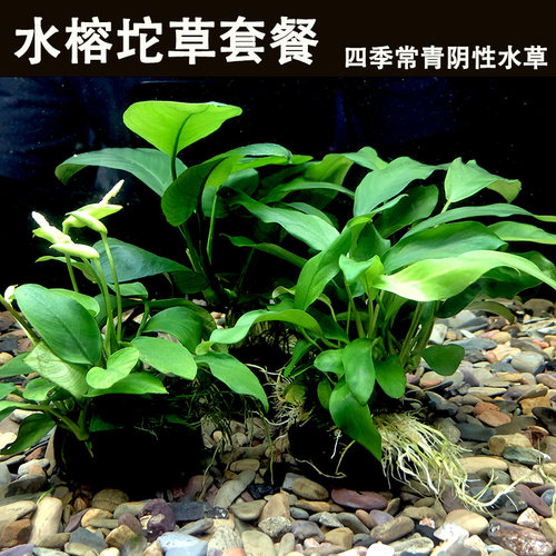 水榕水草坨草阴性水培生态古法缸水榕坨草水草造景鱼缸无底沙造景
