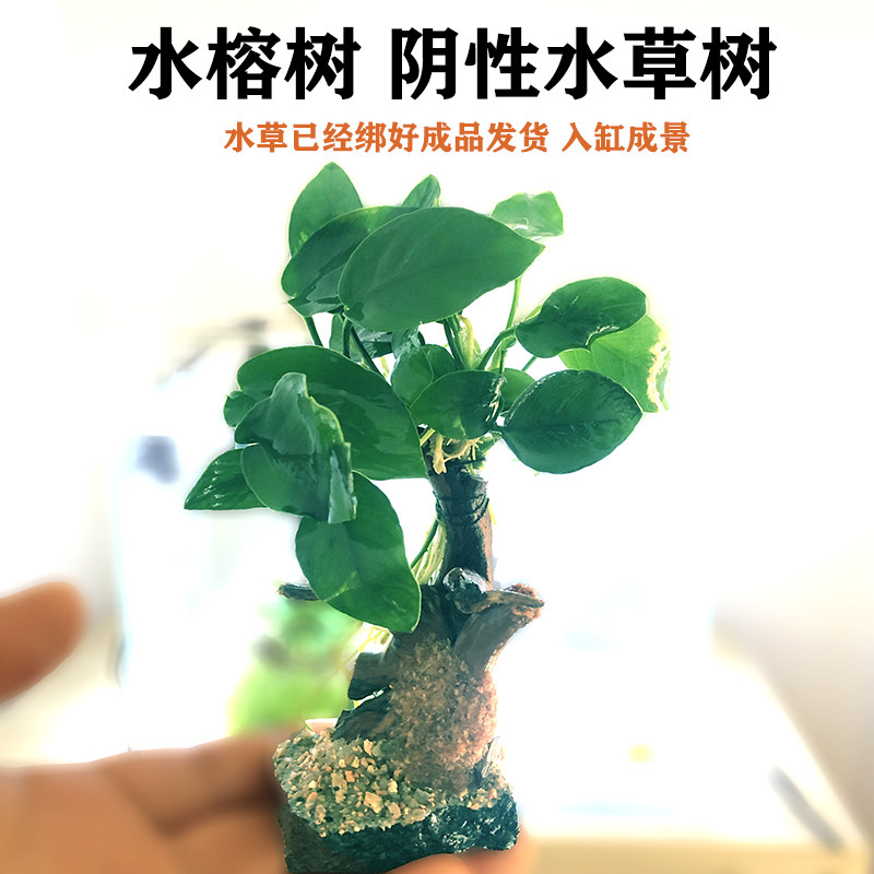 水榕树水草生命之树沉木鱼缸造景装饰水草植物阴性水草小榕沉木草