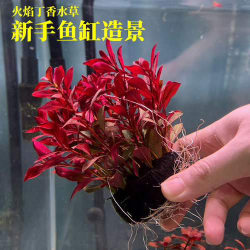 红色火焰丁香水草新手鱼缸造景