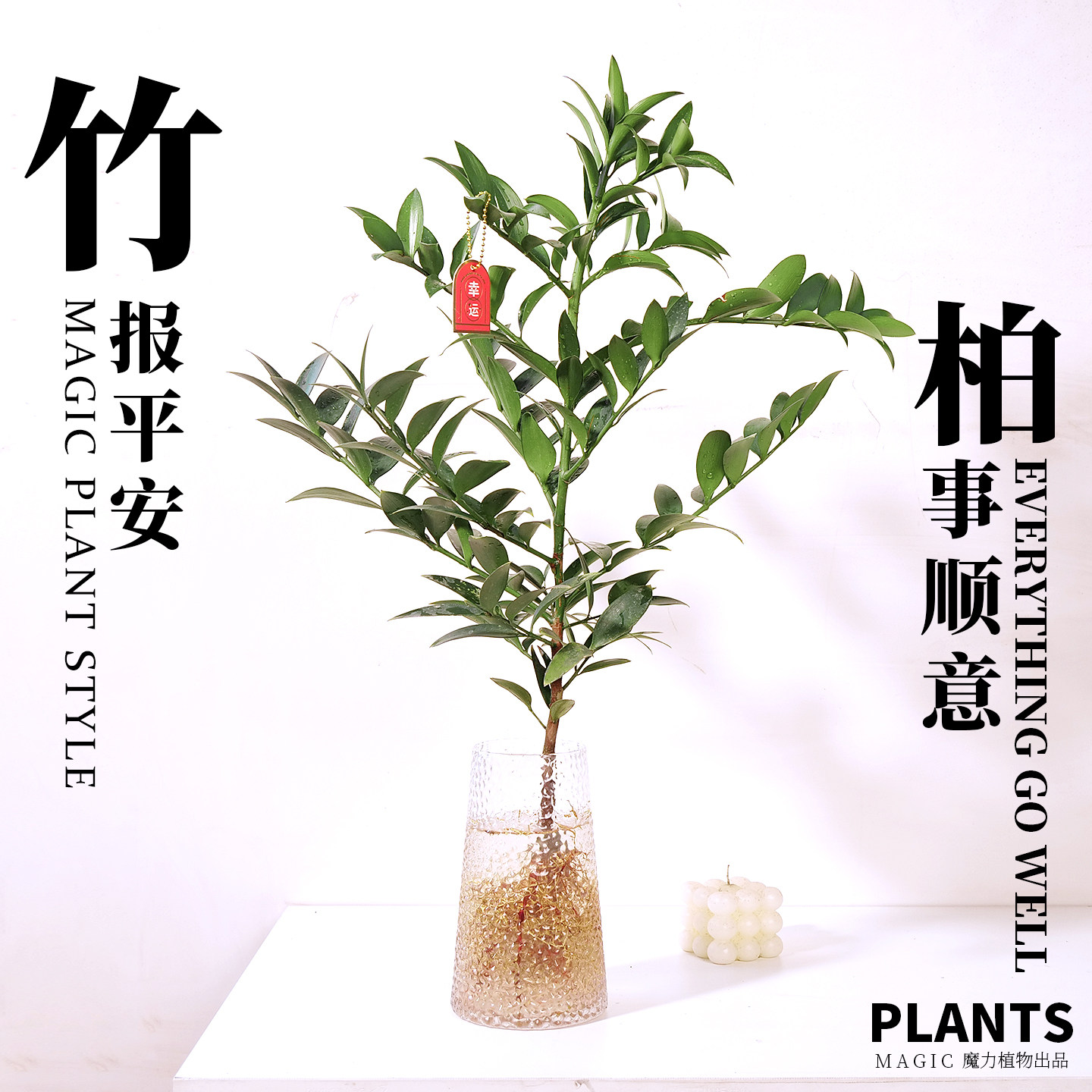 竹柏水培长寿新手好养活室内绿植四季常青净化空气报平安吉祥寓意