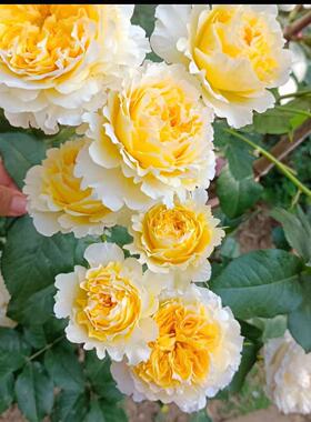 碧翠丝奥斯汀切花多季开花大花直立阳台庭院灌木月季