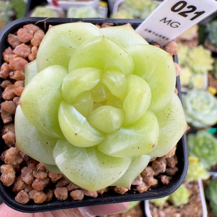 021.单头小青龙，深夜福利,鲜花速递/花卉仿真/绿植园艺,多肉植物,淘宝优惠券,粉丝福利购,淘宝优惠卷