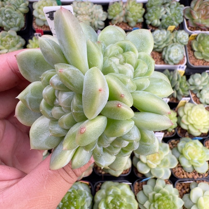 406，大三头现金财富，冠服6.5手捧