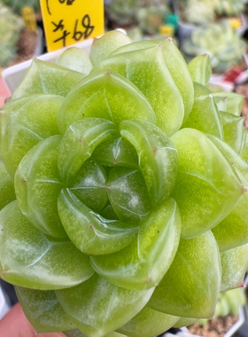 F020,独家双头媚娘，白蛇传系列