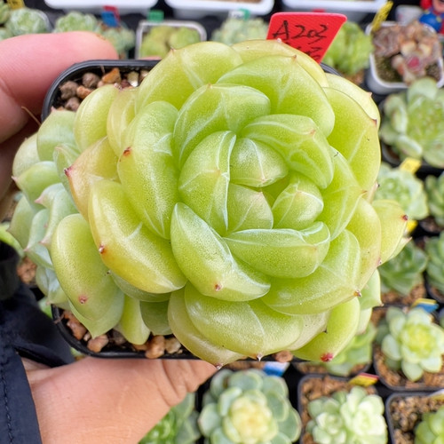 A203,五头不知名珍妮，6.5满盆