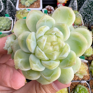 B400 大双头财富20.黄白透款