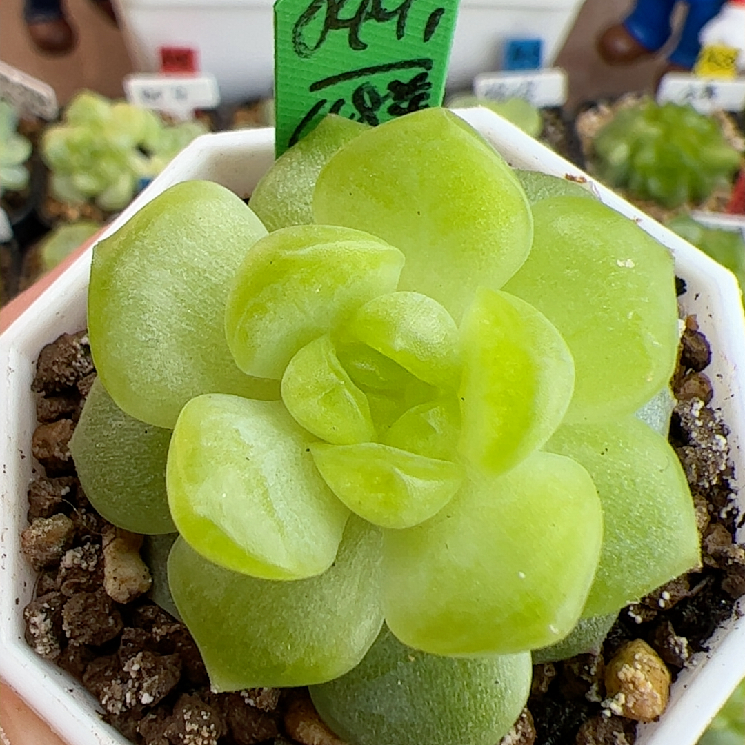 049.单头碧琉璃