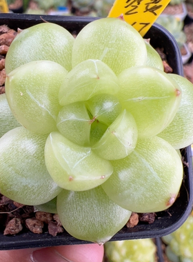 B067,单头空灵，白透个体