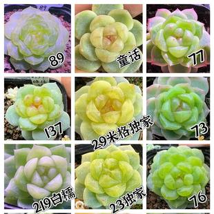 李铁锤甜心24年新品编号多肉童话纸鸢青梅竹马76/77多肉组合盆栽