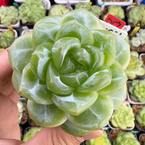 D570,大单头编号珍妮Z4001