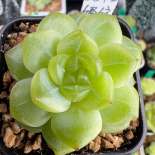 B542 白蛇传系列 独家单头媚娘