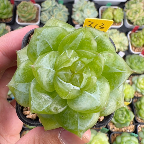 313.单头不知名珍妮，黄透