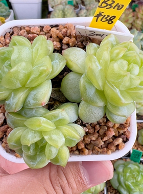 B130,大三头黄桃珍妮，3015.七厘米满盆