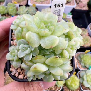 161.保底十四头纸鸢群