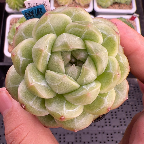 B418,单头胖波珍妮，开播福利