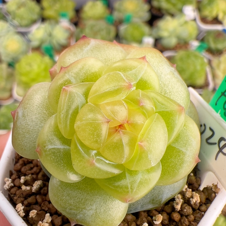 F0210,双头0024.福利