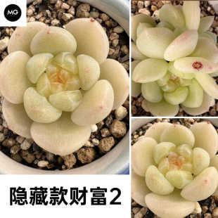 米格多肉 新品隐藏款财富2蜗牛大叔非铁锤甜心巫拉拉多肉碧琉璃