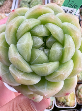 J310,双头现金，又包又胖又大，6厘米满盆