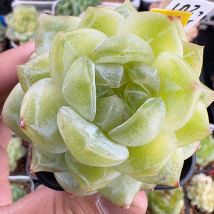 102.大单头玉叶珍妮，福利就一个