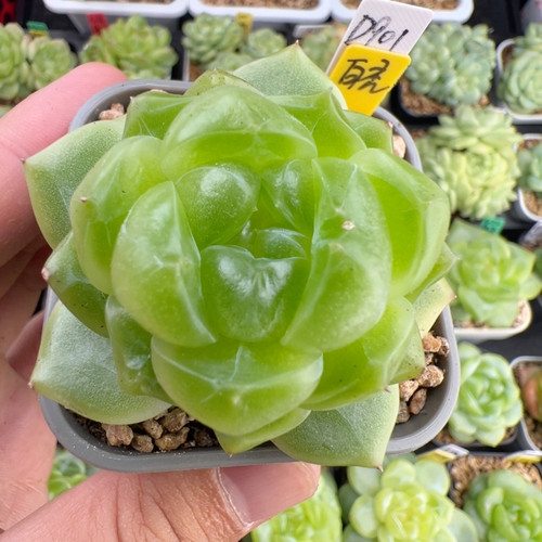 D901,单头拍卖款珍妮，白秃母本，福利