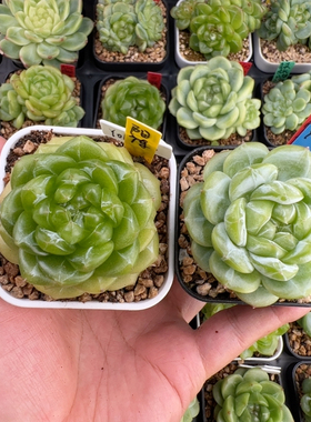 A004,单头y069,遥遥，左边是状态参考