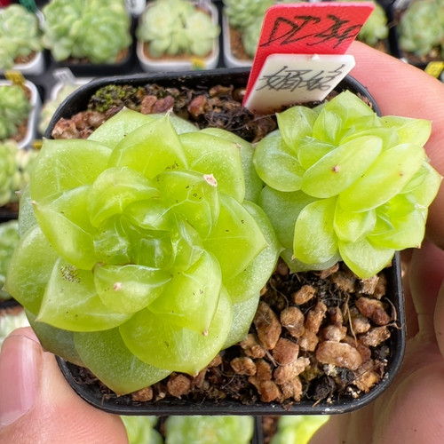 D234,三头媚娘，微瑕，福利